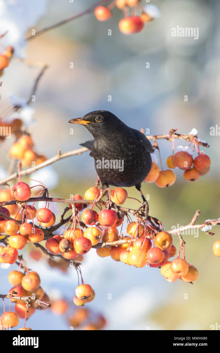 Male Black Bird (Turdus merula) in a Crab Apple tree in winter, Britain, UK Stock Photo