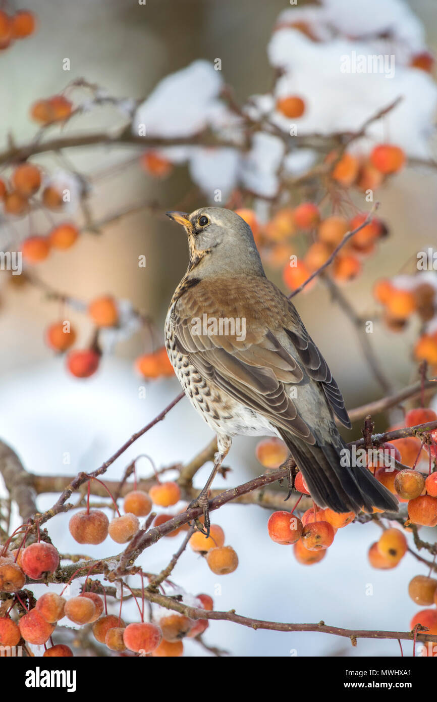 Fieldfare in a Crab apple tree in winter, Britain, UK Stock Photo