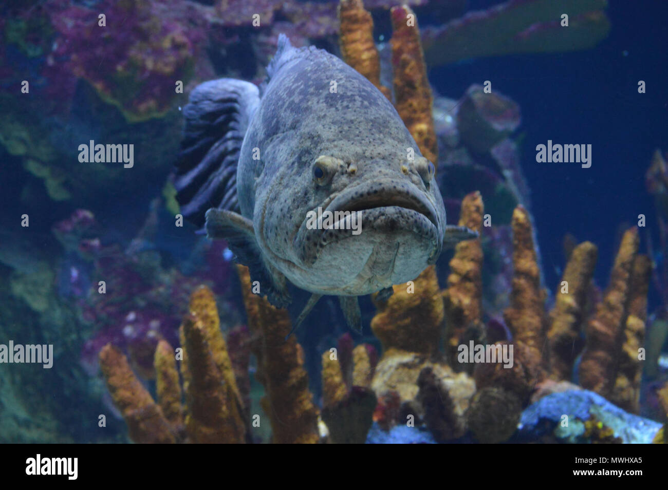 Grouper mouth hires stock photography and images Alamy
