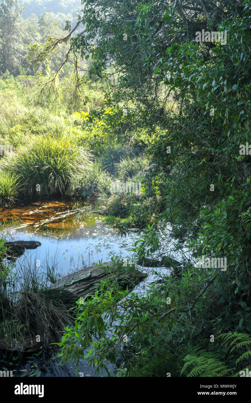 Wetland area of the Touw River on the half collared kingfisher hike in the wilderness nature reserve, garden tourist route, south africa Stock Photo