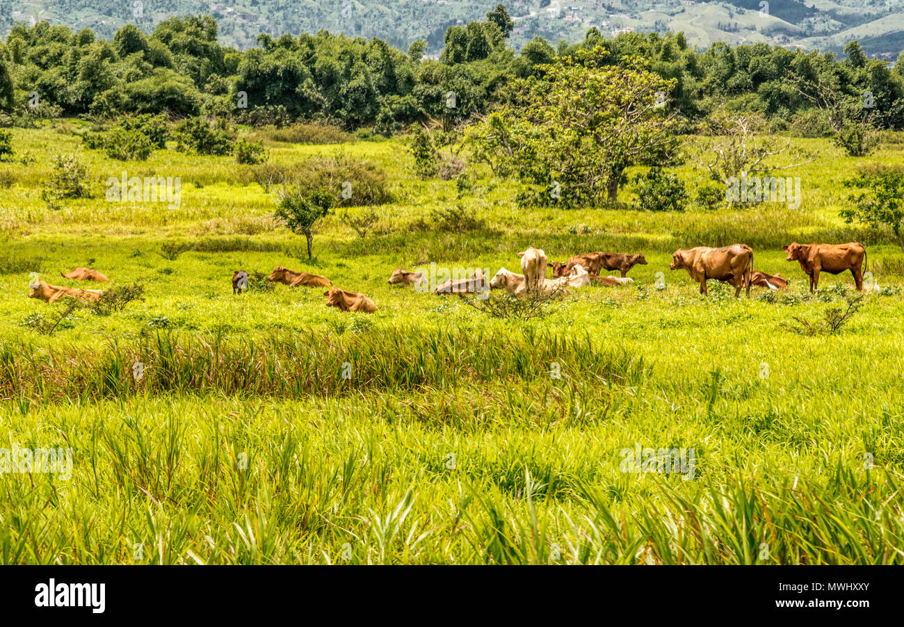 Puerto Rico Ranch A cattle ranch in Yabucoa, Puerto Rico Stock Photo - Alamy