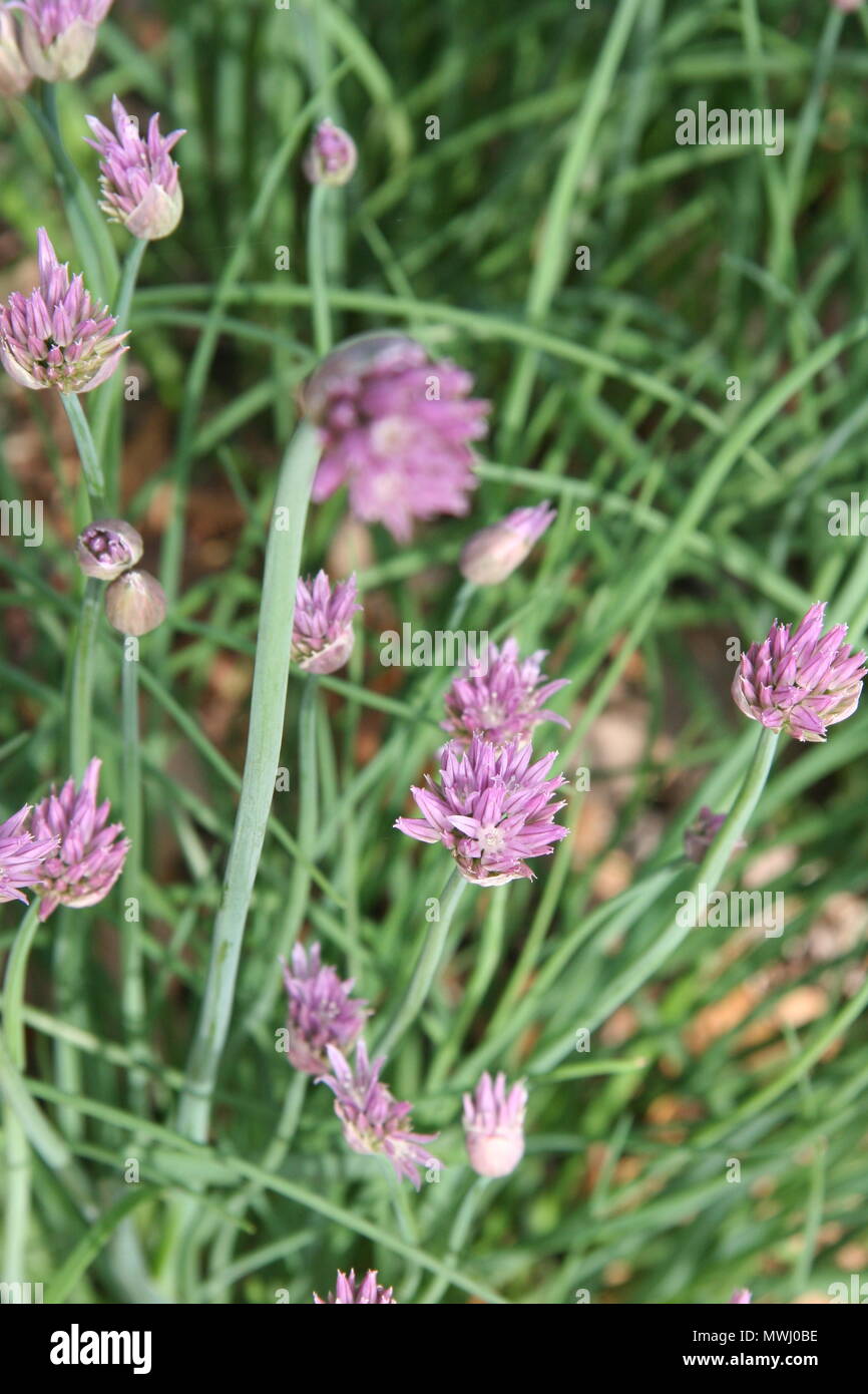 Early Spring Flowering Perennial Chive Plants in Herb Garden 2018 Stock ...