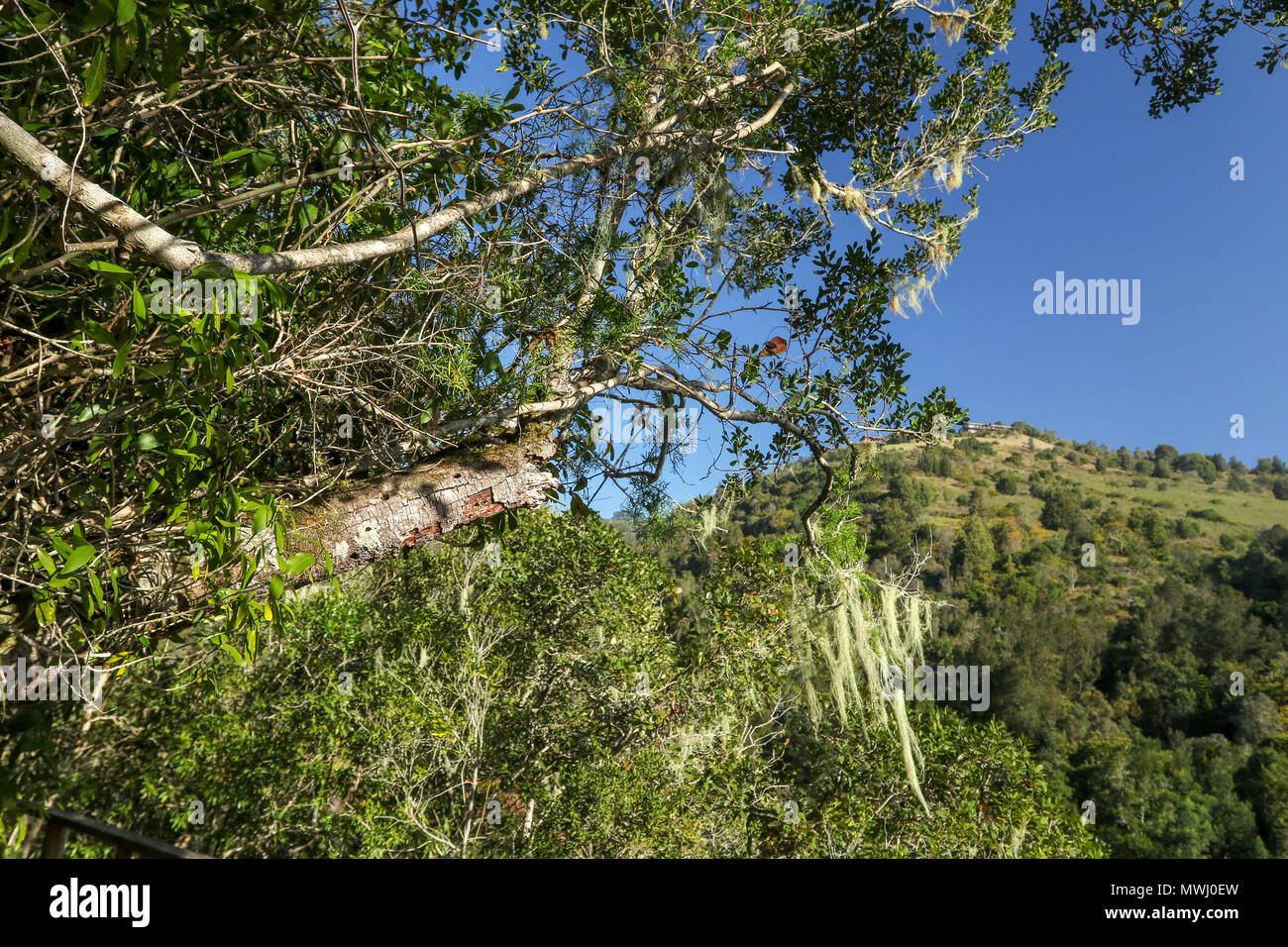 Blue sky landscape with moss hanging from tree along the half collared kingfisher trail in the wilderness nature reserve, south africa Stock Photo