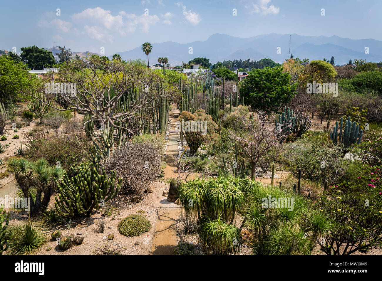 Museum of Cultures of Oaxaca, former Santo Domingo de Guzman convent, Botanical garden, Oaxaca, Mexico Stock Photo