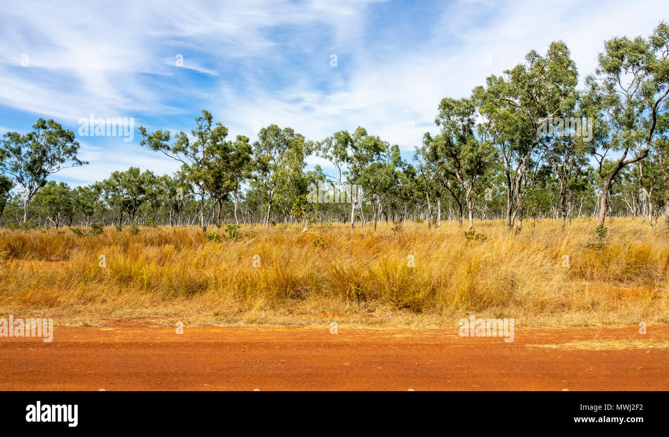 Gibb River Road and savanna woodland of eucalyptus trees in the Kimberley, WA Australia. Stock Photo