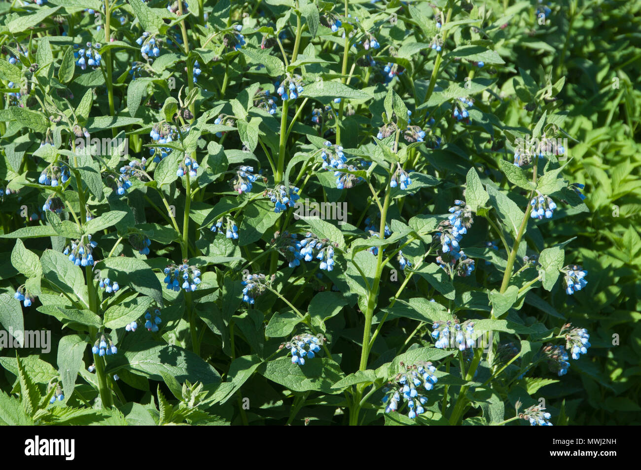 Symphytum caucasicum plant in a big group Stock Photo