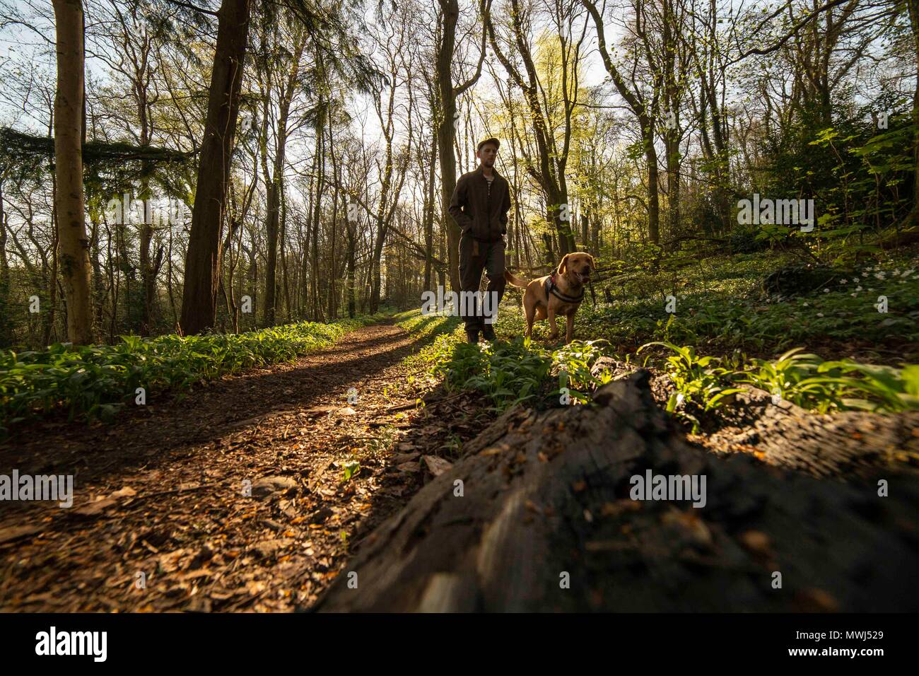 A man and his dog look walk through woodland Stock Photo - Alamy