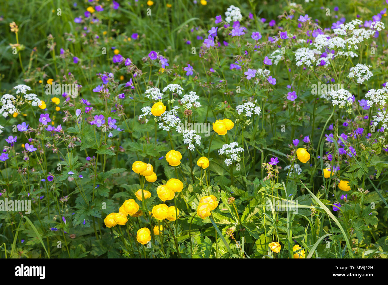 Blomming globe flowers and wood cranesbill and many other flowers on a meadow Stock Photo
