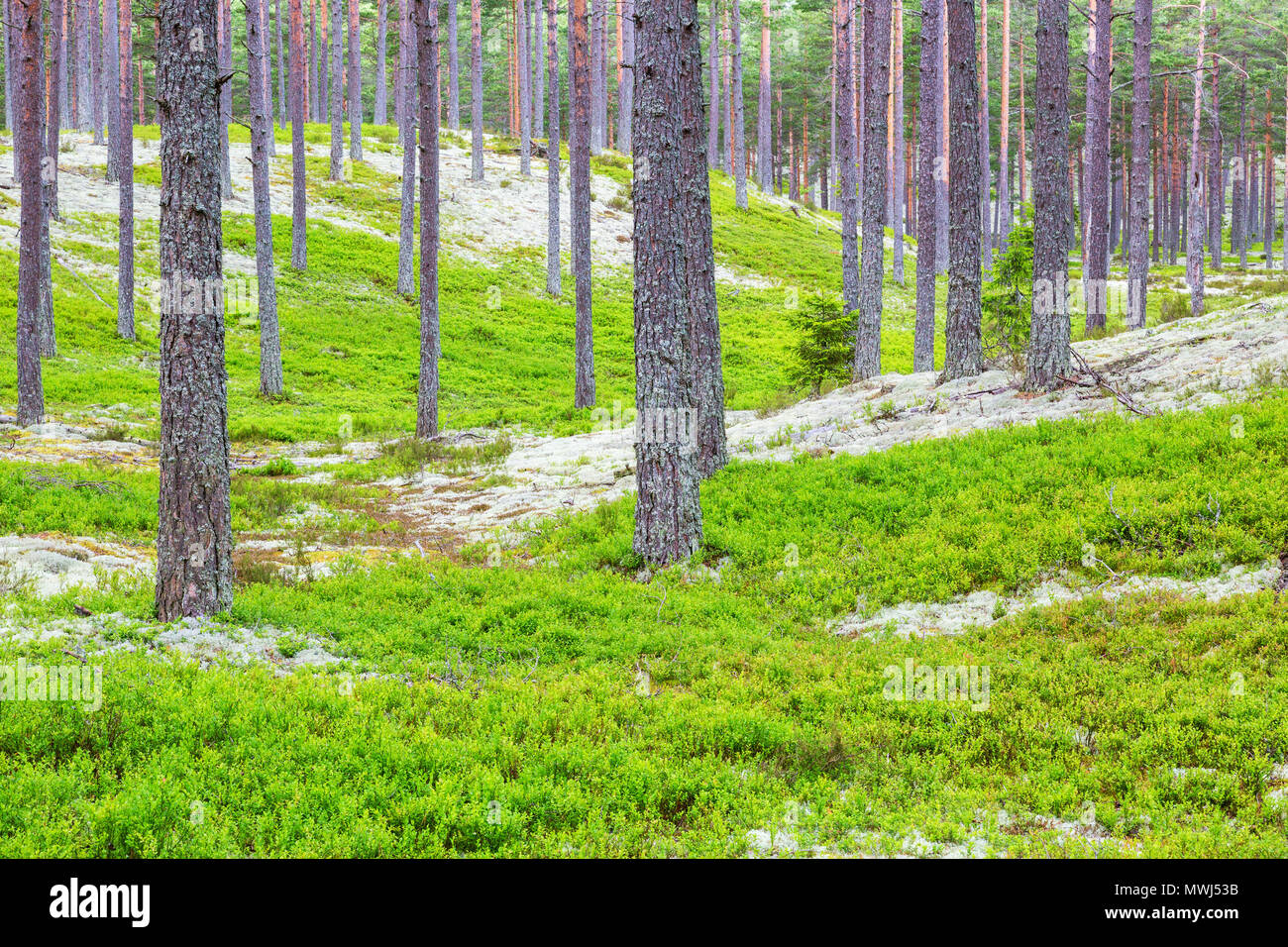 Pine Tree forest with a blueberry bushes on the ground Stock Photo Alamy