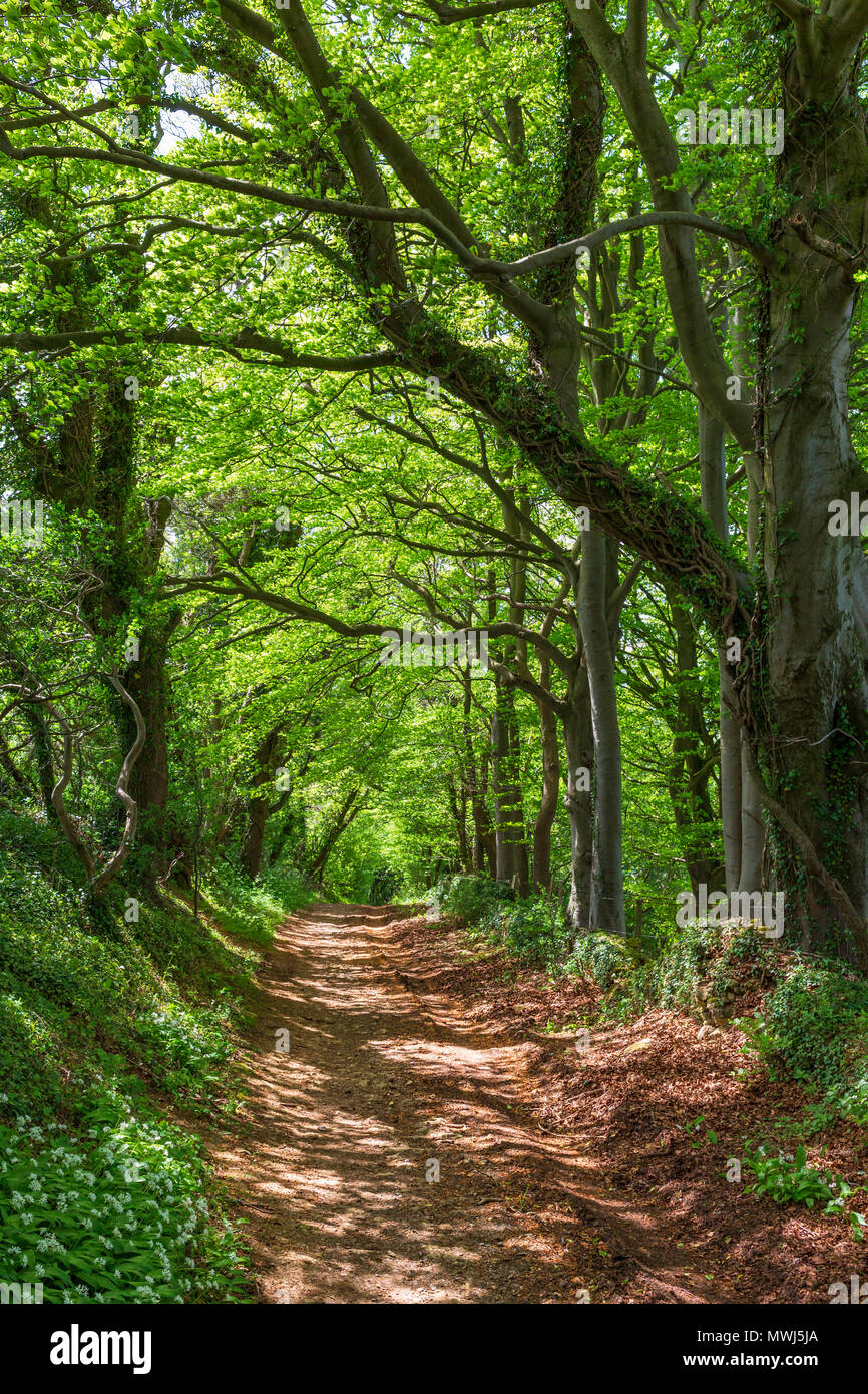 A wooded footpath near Bath, England part of the Fosse Way which is an ancient Roman Road. Stock Photo