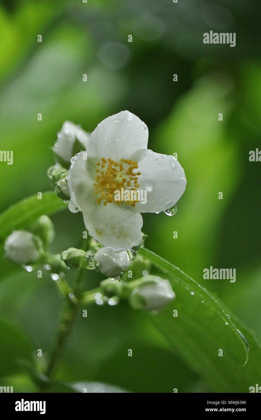 white English dogwood flower, Philadelphus coronarius, sweet mock-orange flowering plant in summer rain with raindrops on petals Stock Photo