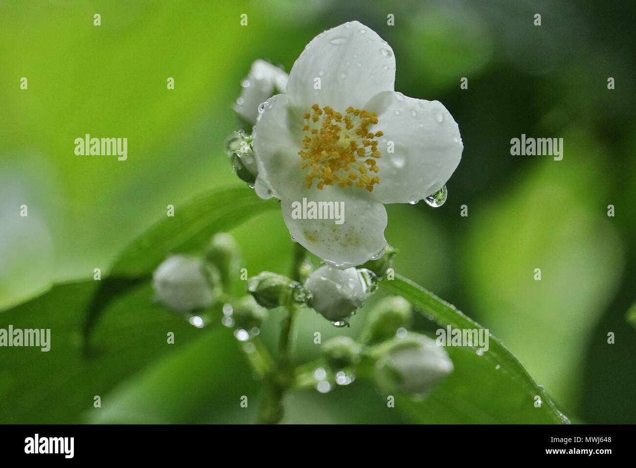 white English dogwood flower, Philadelphus coronarius, sweet mock-orange flowering plant in summer rain with raindrops on petals Stock Photo