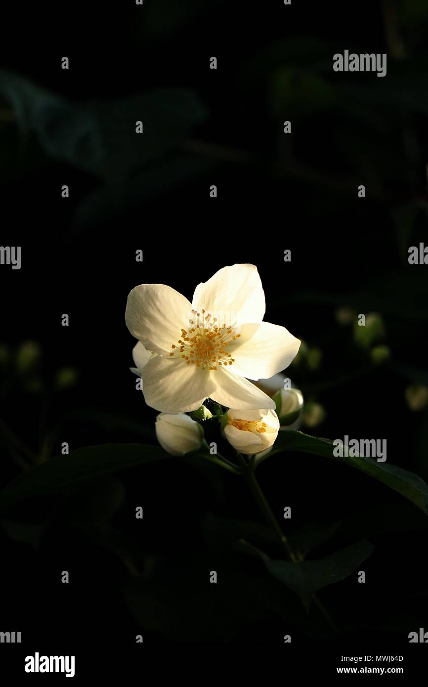 white English dogwood flower, Philadelphus coronarius, sweet mock-orange flowering plant in full bloom, backlit in the morning sun with copy space Stock Photo