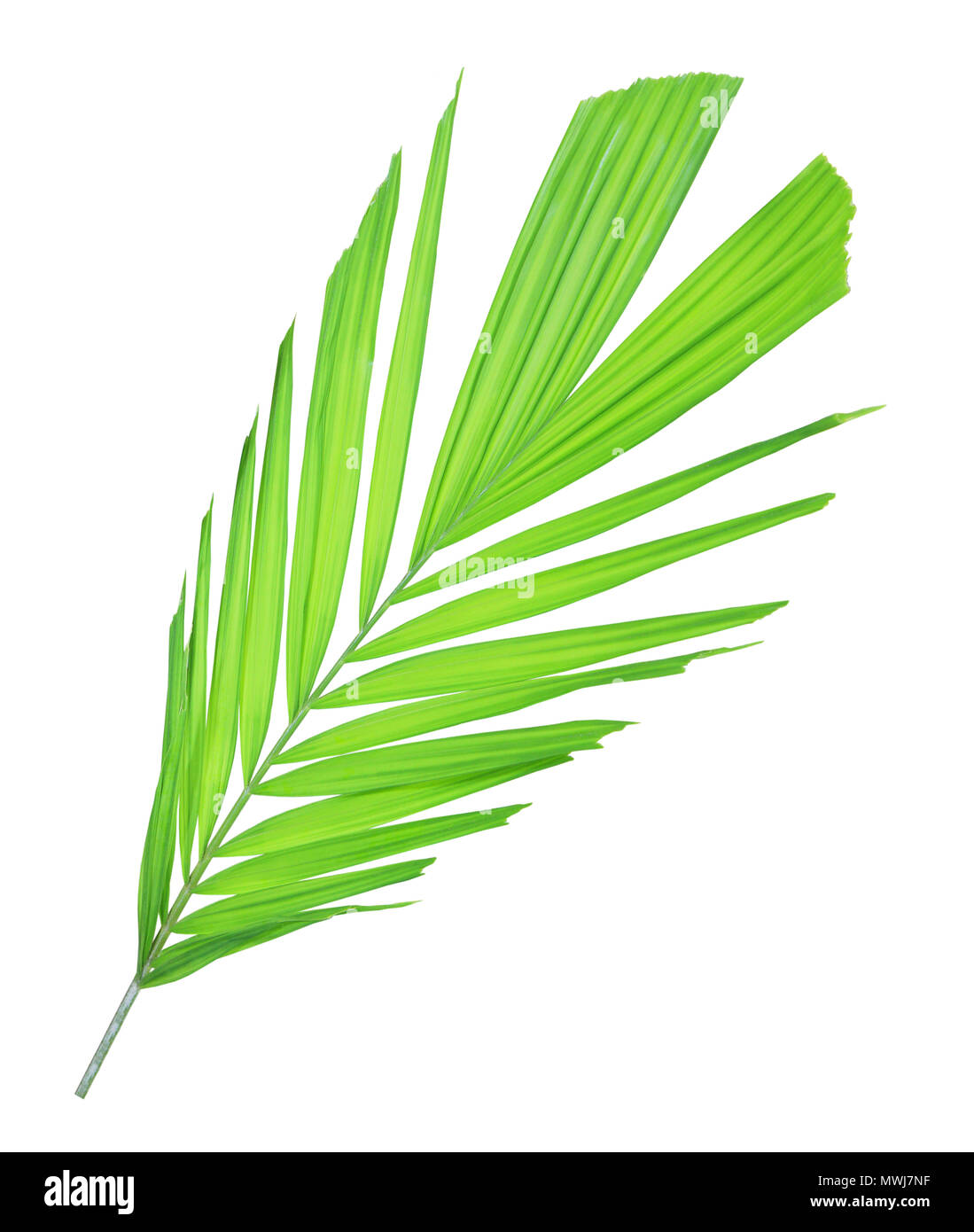 Green palm leaf isolated on white background Stock Photo - Alamy