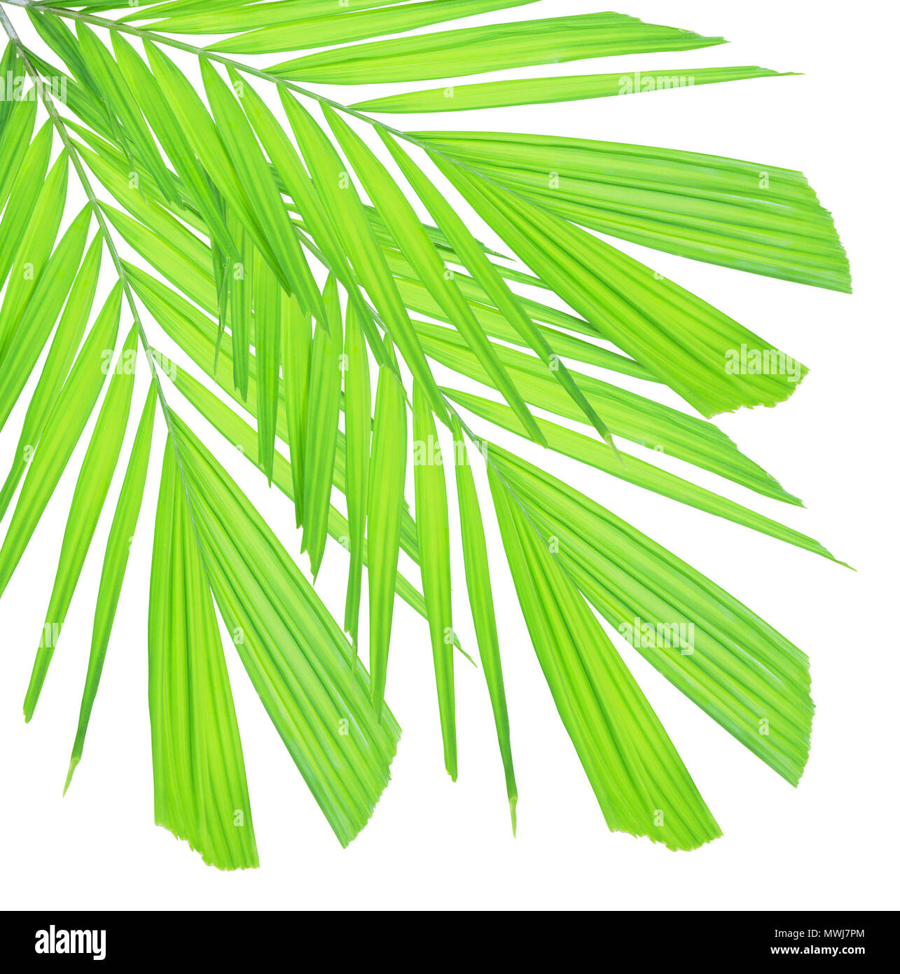 Green palm leaf isolated on white background Stock Photo - Alamy