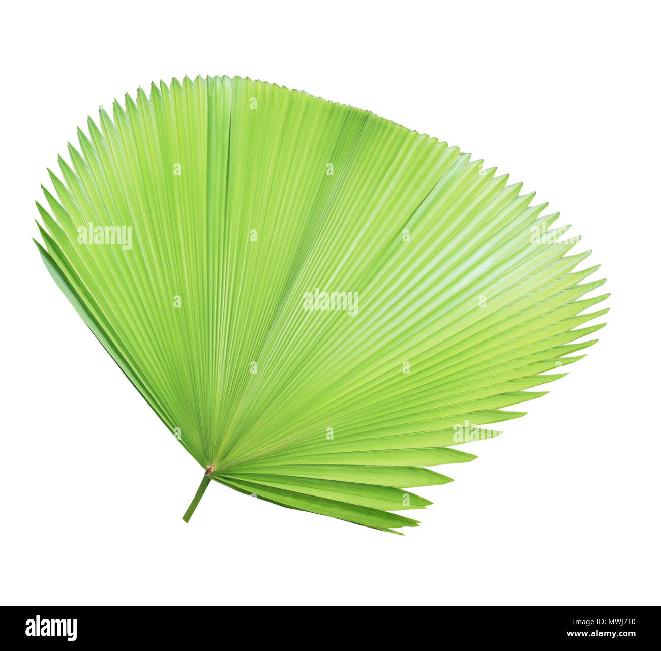 Green palm leaf isolated on white background Stock Photo - Alamy