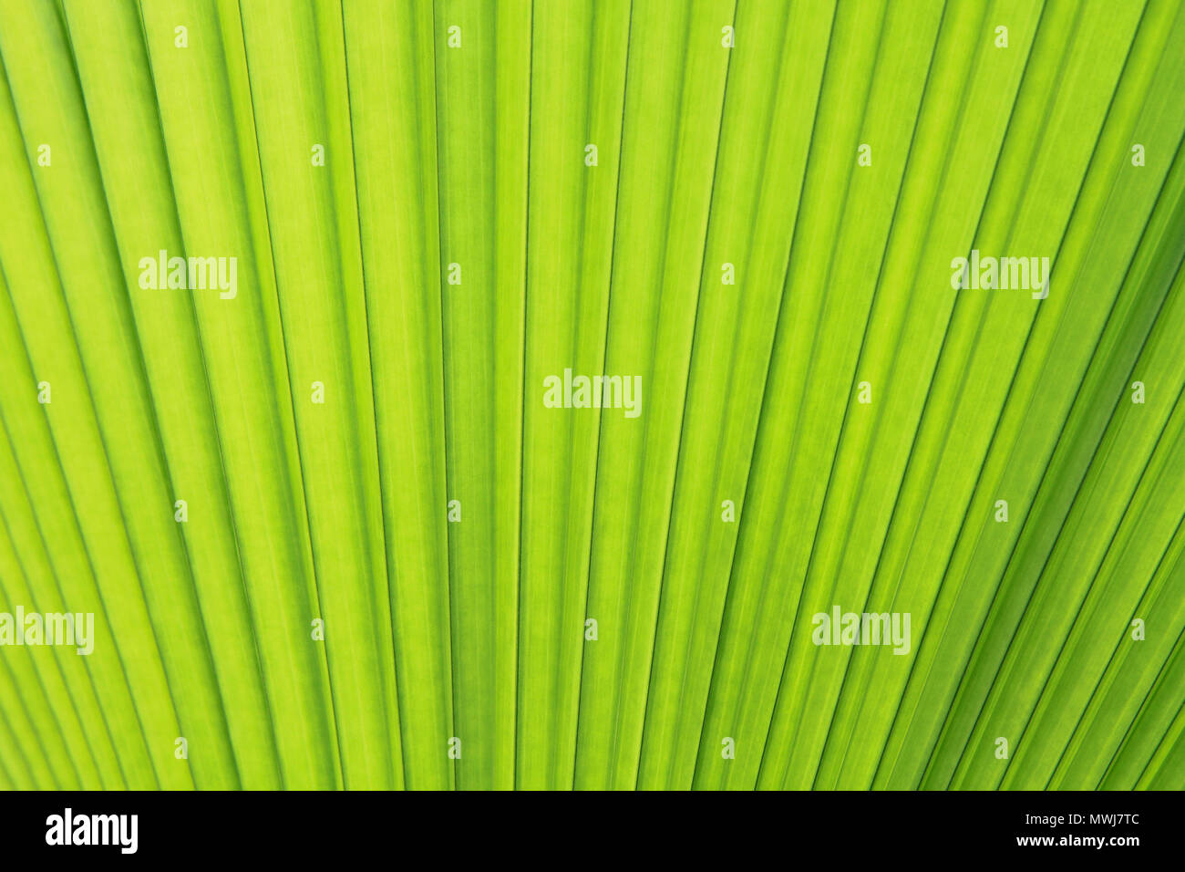 Green palm leaf isolated on white background Stock Photo - Alamy