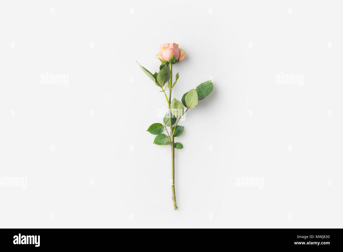 beautiful rose flower with stem isolated on white Stock Photo - Alamy