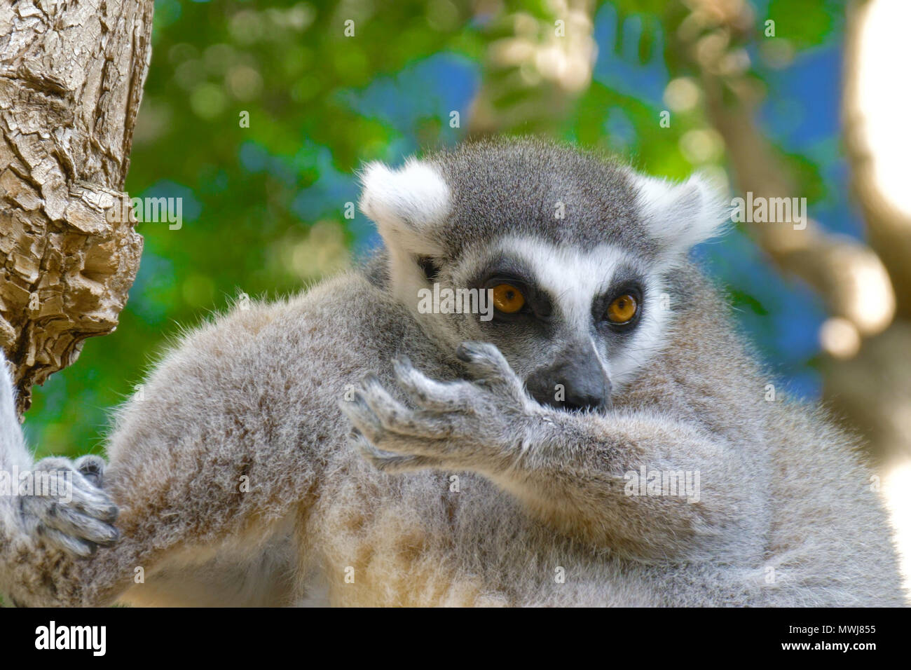 Image showcasing Lemur habitat hi-res stock photography and images - Alamy