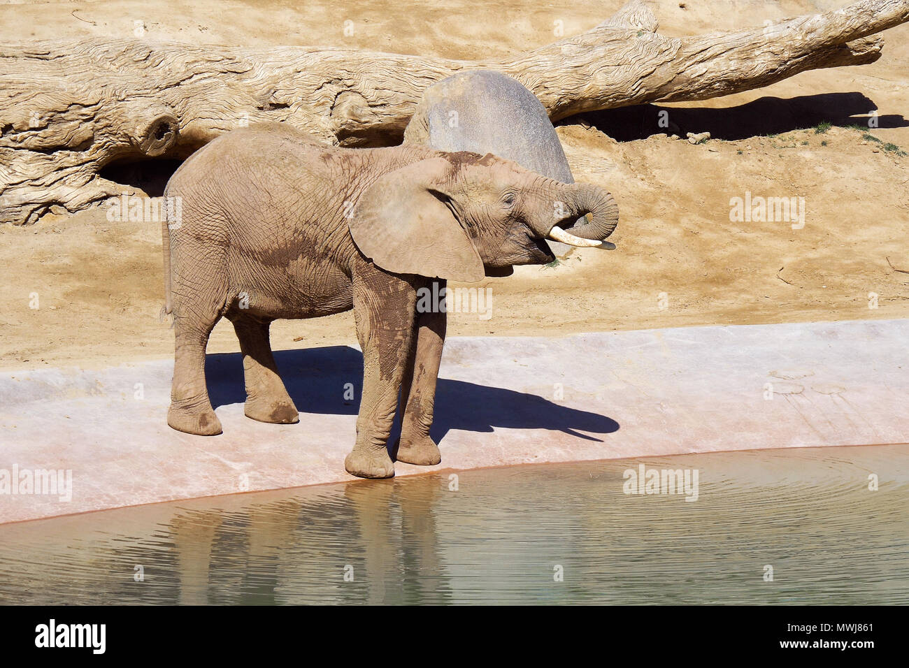 Elephant is drinking water at the watering hole Stock Photo