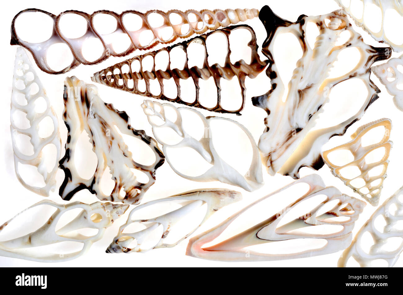 Cross sections cut through different seashells Stock Photo