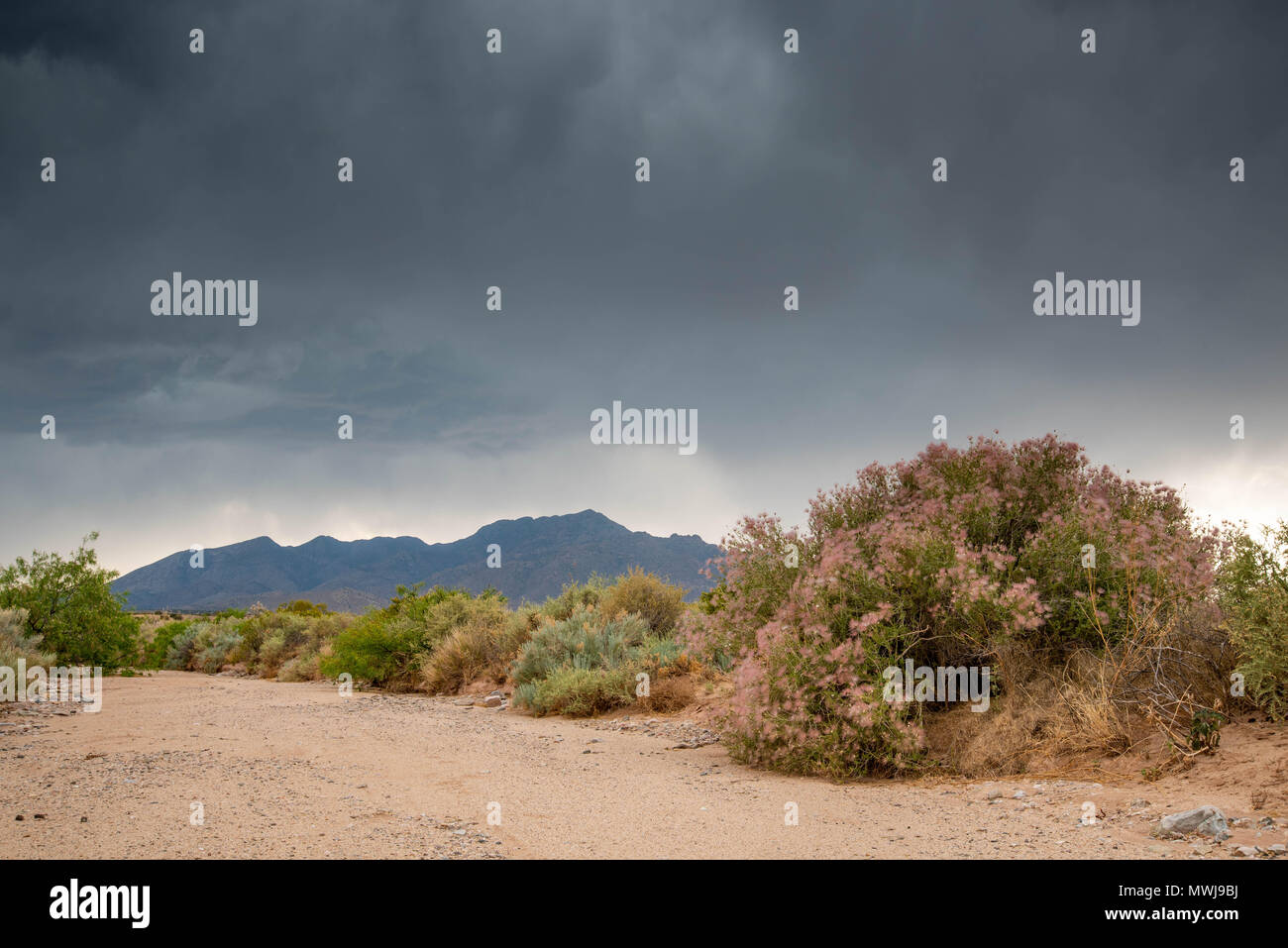 Apache Plume, (Fallugia paradoxa), Sierra ladrones, Socorro co.,New Mexico, USA. Stock Photo