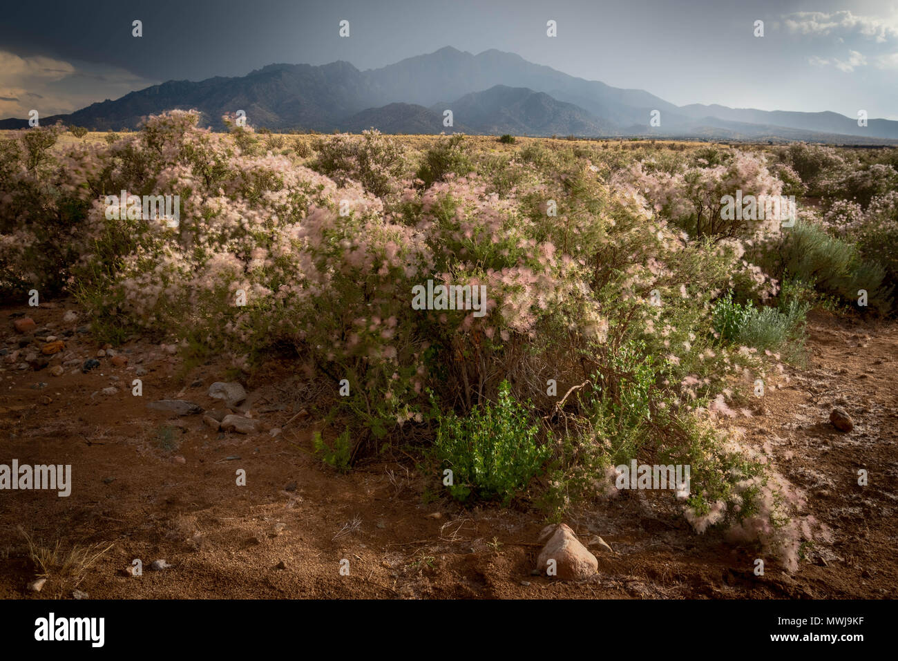 Apache Plume, (Fallugia paradoxa), Sierra ladrones, Socorro co.,New Mexico, USA. Stock Photo