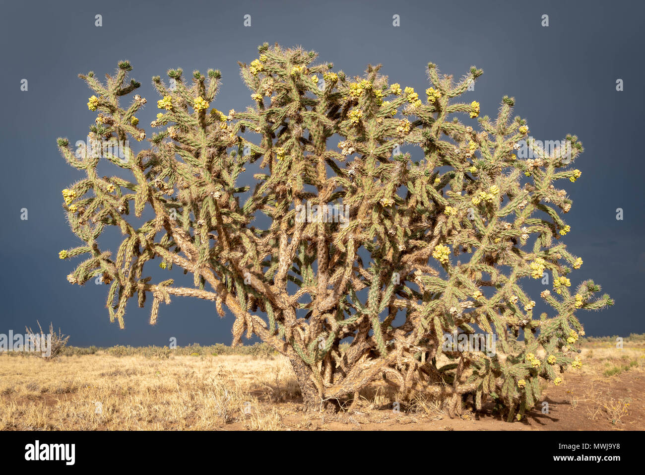 Tree Cholla, (Cylindropuntia imbricata), near Sierra padrones, Socorro co., New Mexico, USA. Stock Photo