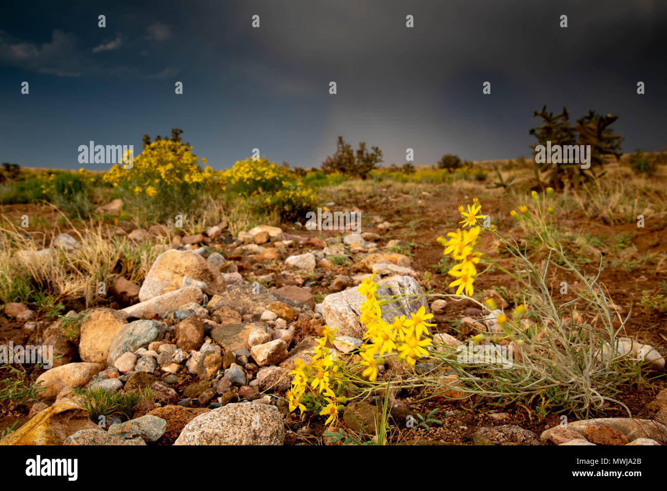 Groundsel, (Senicio sp.), near the Sierra Ladrones, Socorro co., New Mexico, USA. Stock Photo
