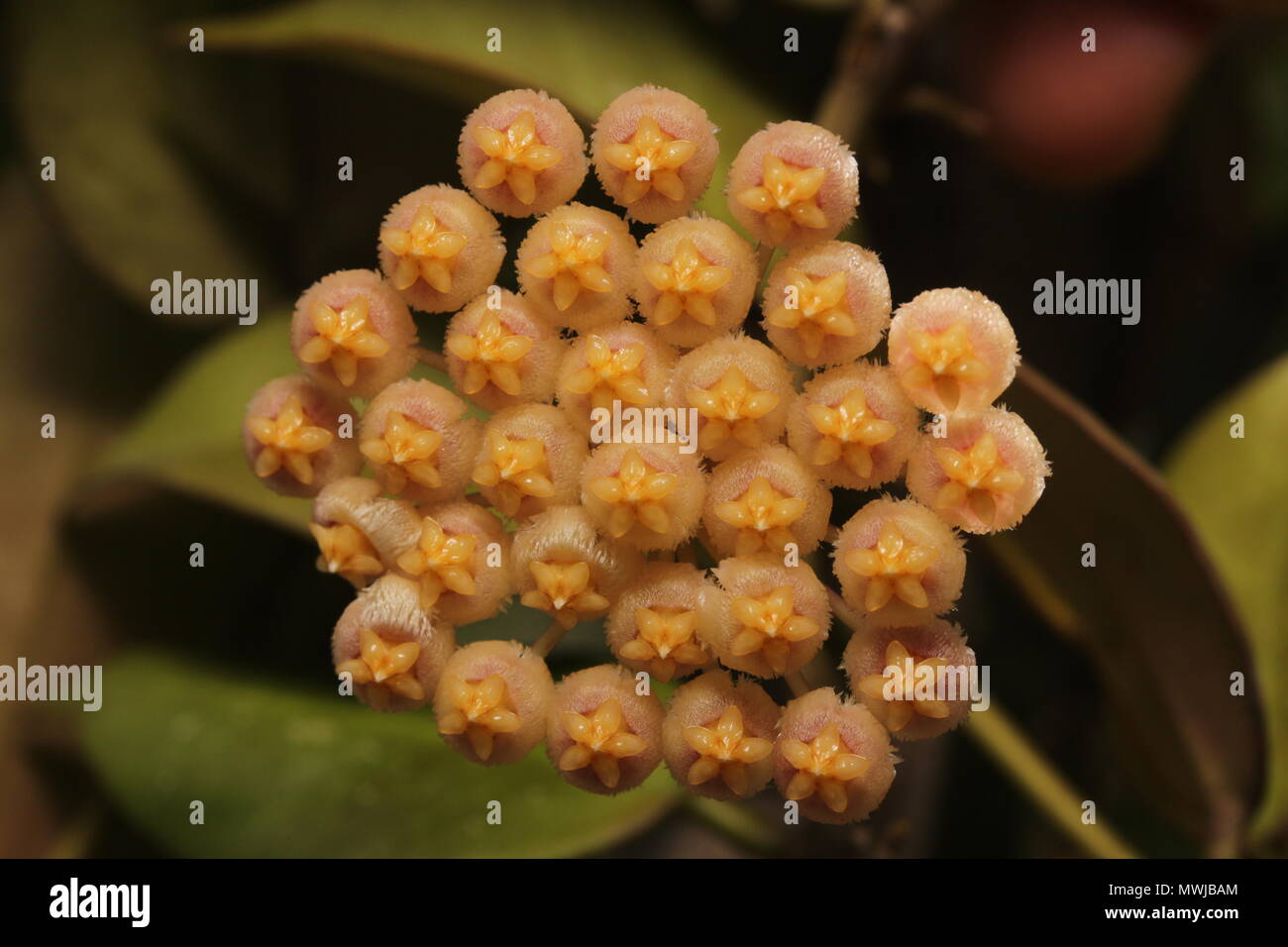Hoya, Wax Flower Stock Photo