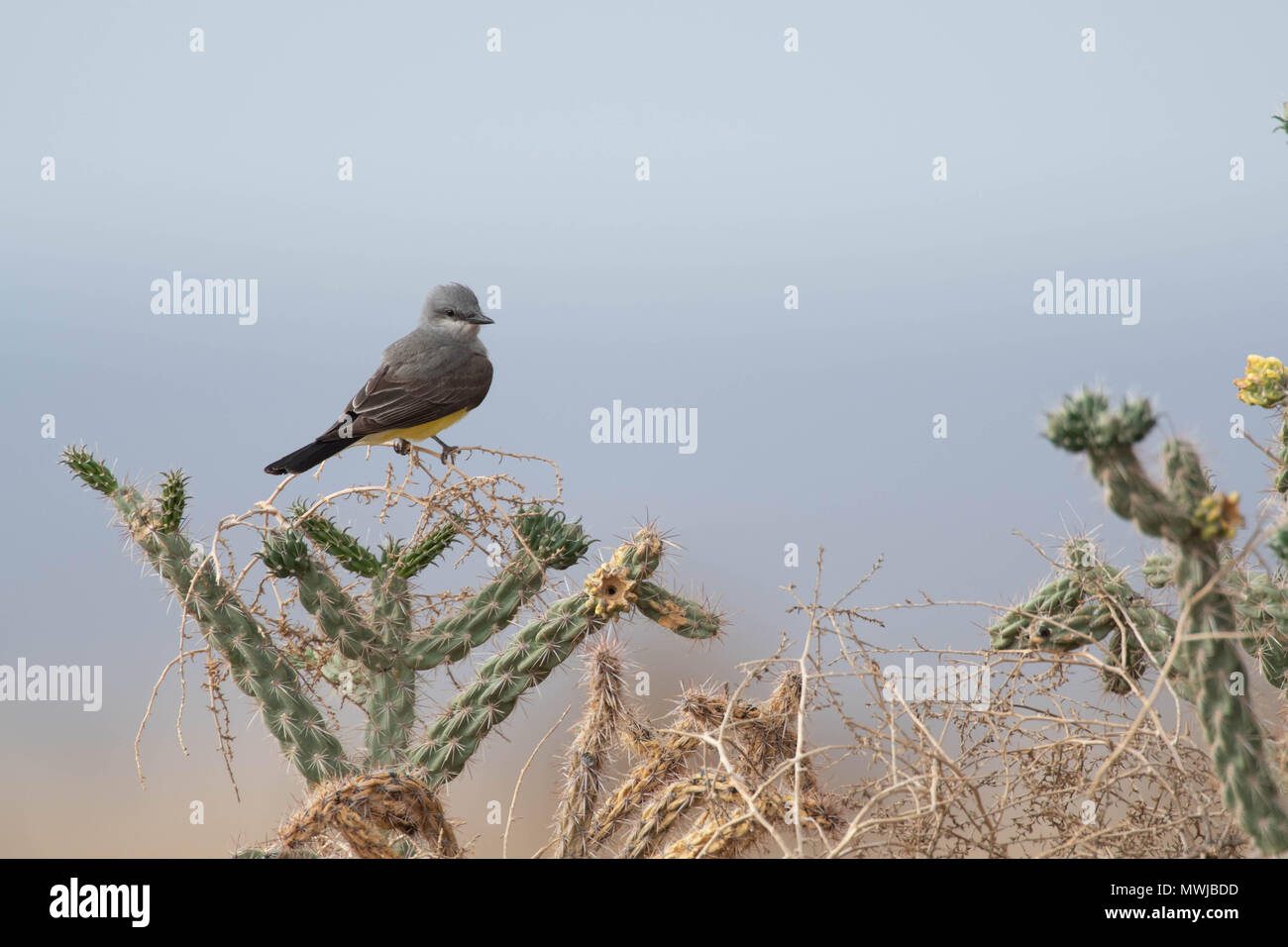 Western Kingbird, (Tyrannus verticalis), near the Sierra Ladrones, Socorro co., New Mexico, USA. Stock Photo