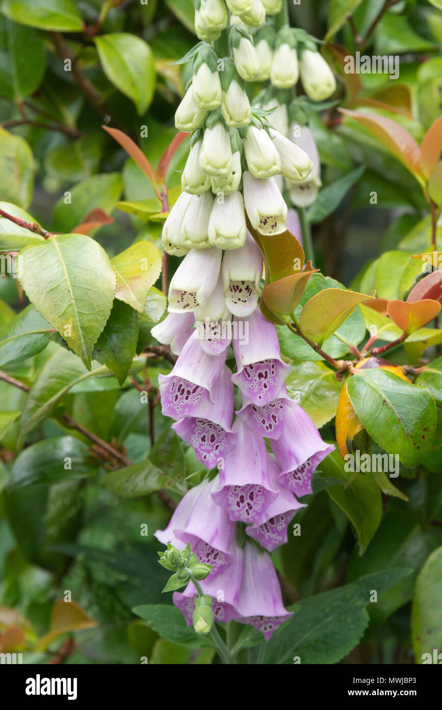 Foxglove oval hi-res stock photography and images - Alamy