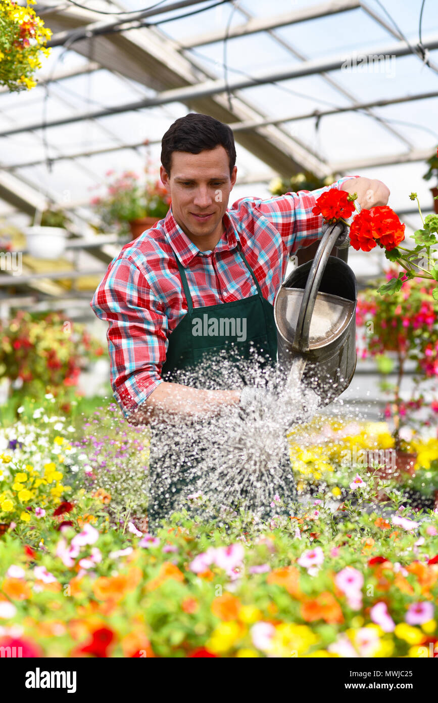 Gardener Works In A Greenhouse Of A Flower Shop Watering The