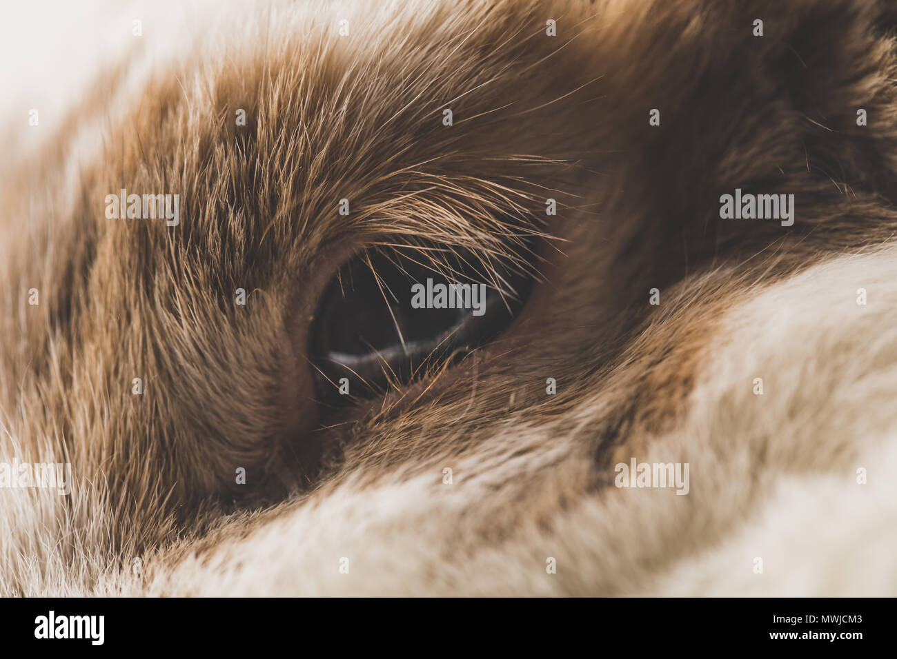 Rabbit eye hi-res stock photography and images - Alamy