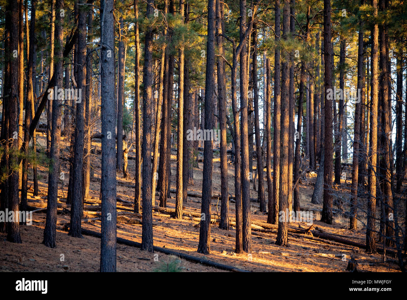 Ponderosa Pine, (Pinus ponderosa), forest. San Francisco mountains, Catron co., New Mexico, USA