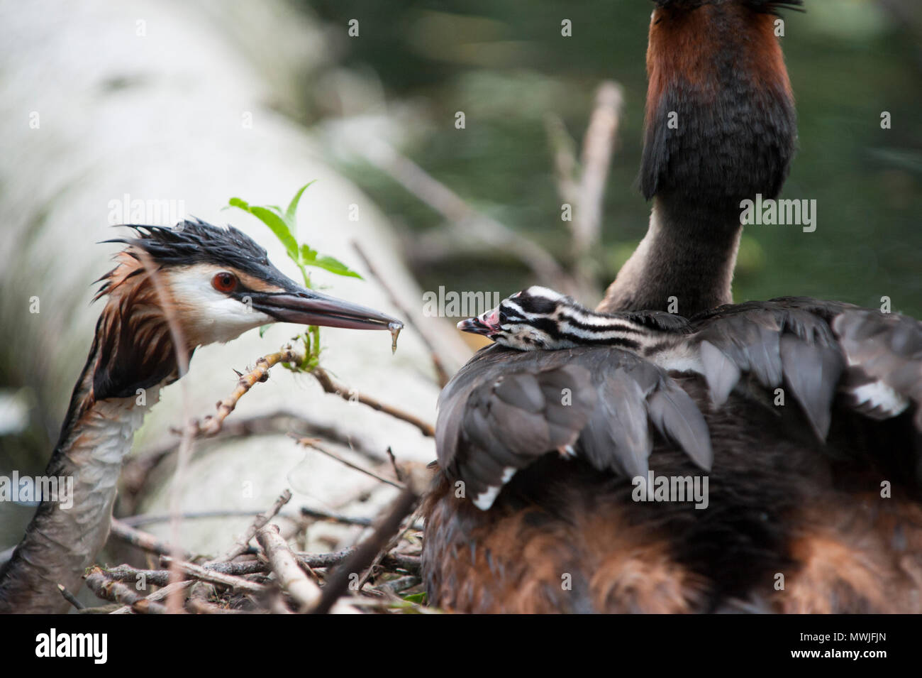 Great Crested Grebe,(Podiceps cristatus),feeding chick on parent's back at nest, Walthamstow Reservoirs, London, United Kingdom Stock Photo