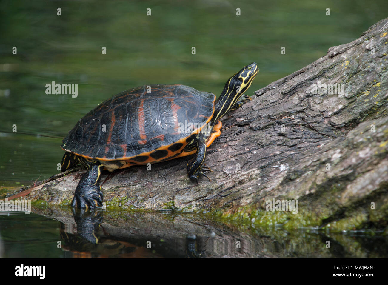 male Eastern Painted Turtle, Chrysemys picta, non-native species released by its owner into a lake in Regent's Park, London, United Kingdom Stock Photo