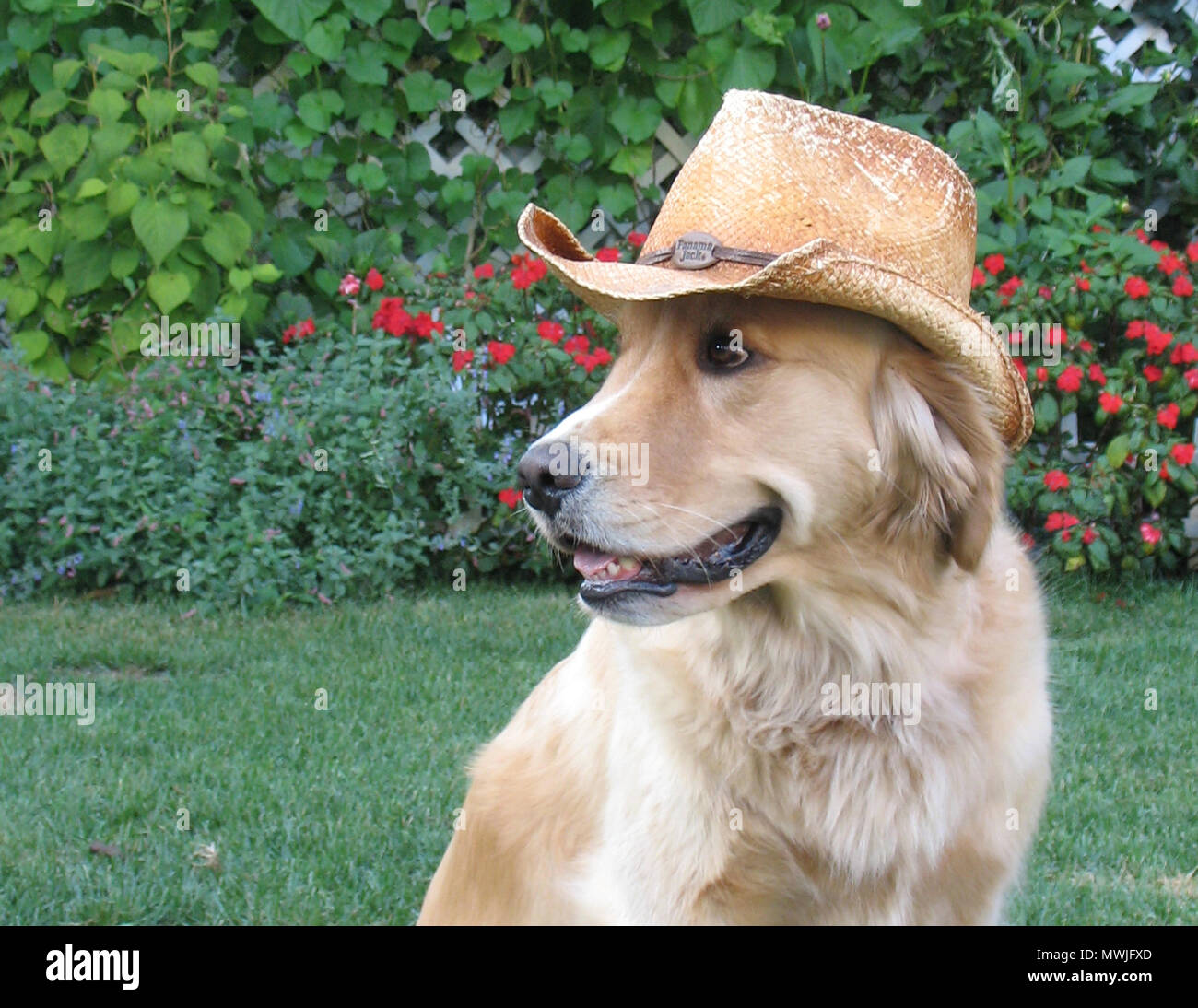Golden Retriever Wearing a Hat Stock Photo - Alamy
