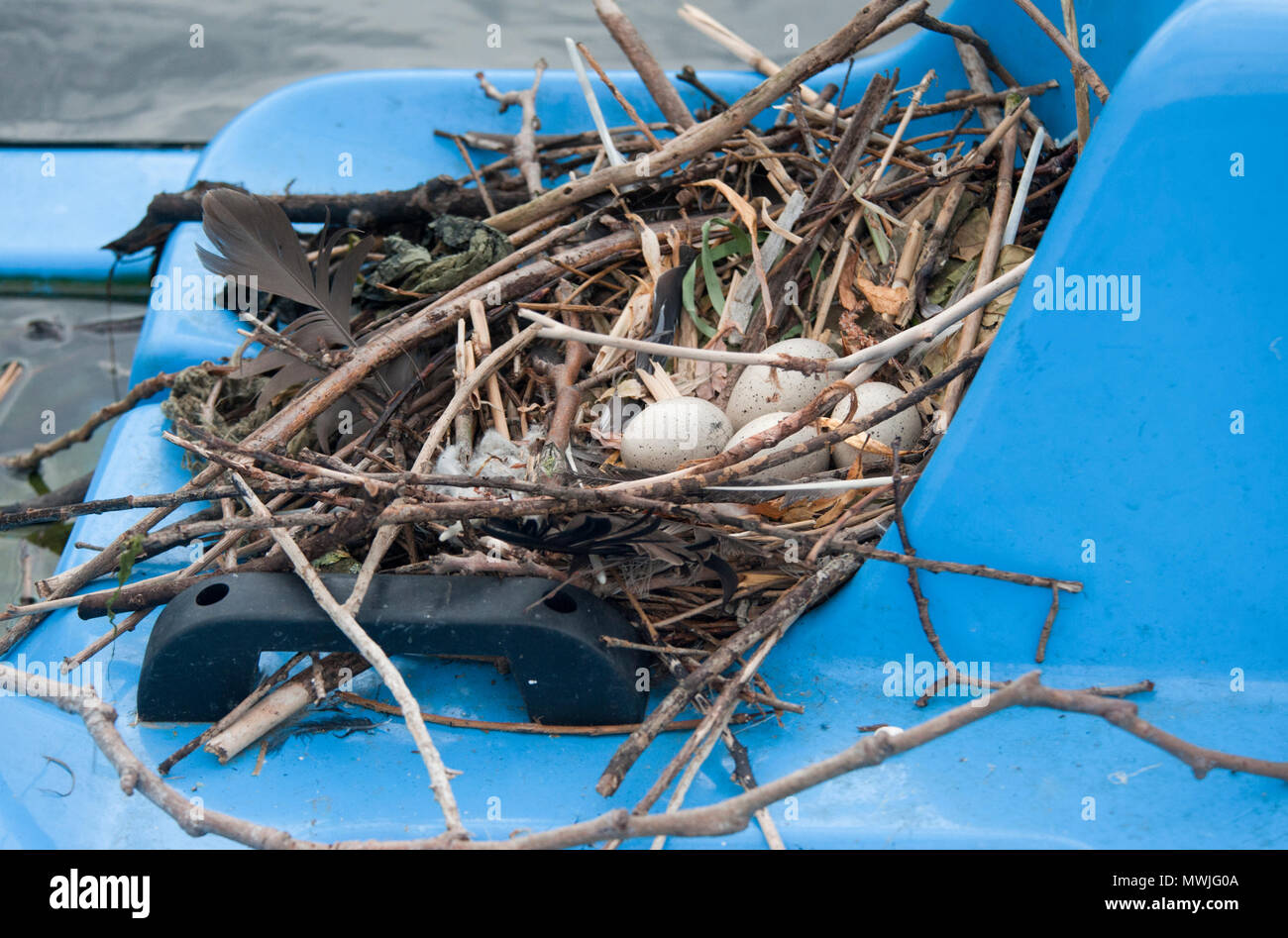 nest and eggs of Eurasian coot, (Fulica atra), also known as the Common Coot or Coot, built on top of boat in Regents Park lake, London,United Kingdom Stock Photo