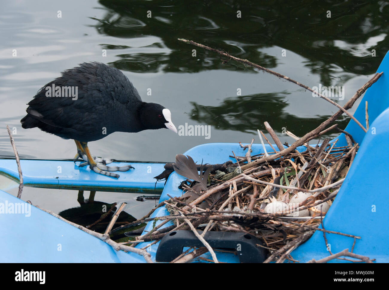 Eurasian coot, (Fulica atra), also known as the Common Coot or Coot,stands beside nest built on boat, Regents Park, London, United Kingdom Stock Photo