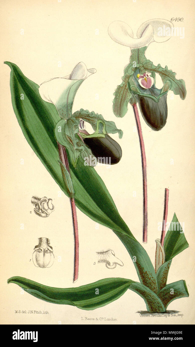 . Illustration of Paphiopedilum spicerianum (as syn. Cypripedium spicerianum) . 1880. J. N. Fitch lith. ( = John Nugent Fitch, 1840–1927) . Description by Joseph Dalton Hooker (1817—1911) 467 Paphiopedilum spicerianum (as Cypripedium spicerianum) - Curtis' 106 (Ser. 3 no. 36) pl. 6490 (1880) Stock Photo