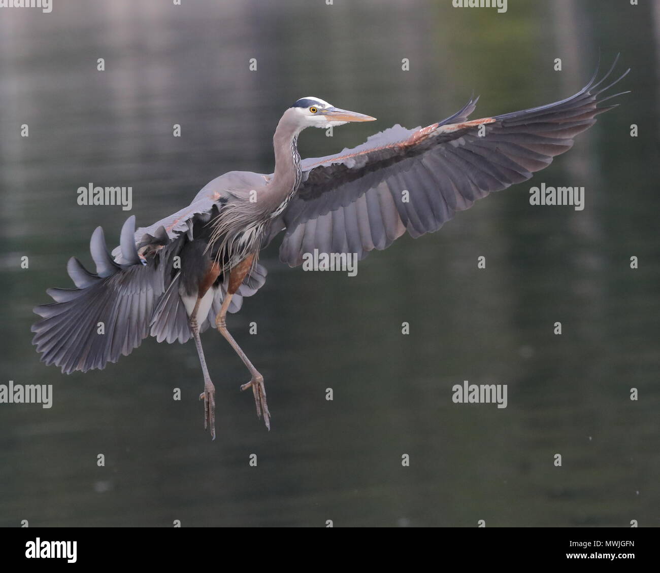 Great Blue Heron Stock Photo - Alamy