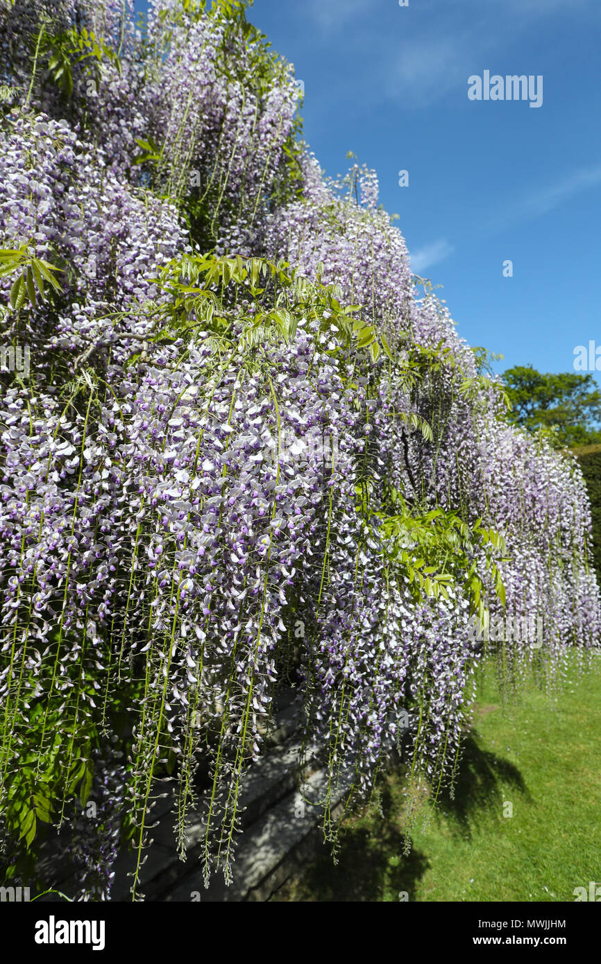 Wisteria tree hires stock photography and images Alamy