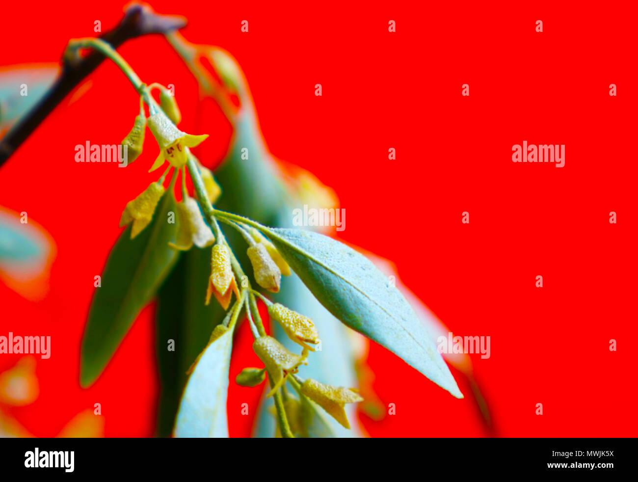 Closeup of blooming twig of Elaeagnus angustifolia in red orange background. It is also known as Tree of Paradise, Russian Olive, Silver berry, Oleast Stock Photo