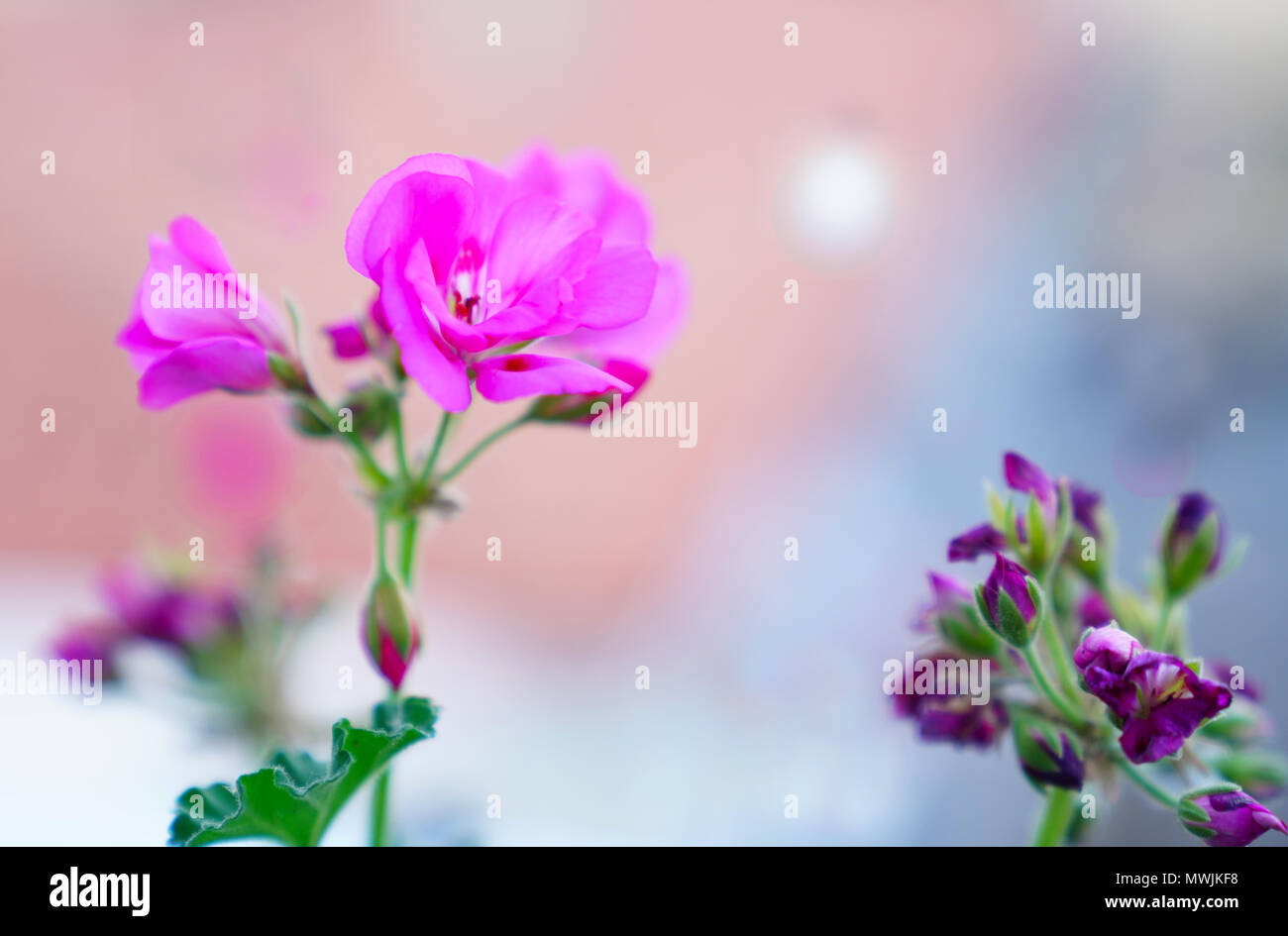 Pelargonium graveolens plant with pink flowers, 'Rose geranium', Pelargonium capitatum, rose-scented pelargonium Stock Photo