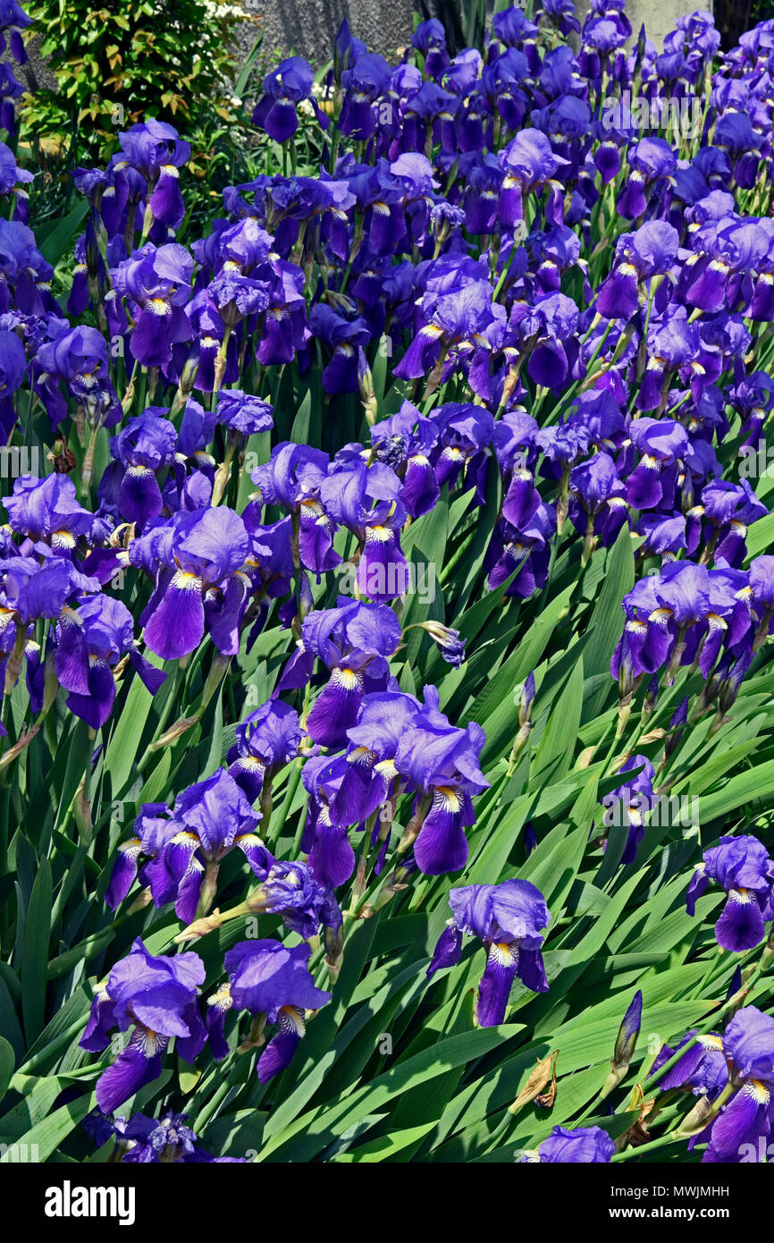 Bearded iris blue rhythm hires stock photography and images Alamy