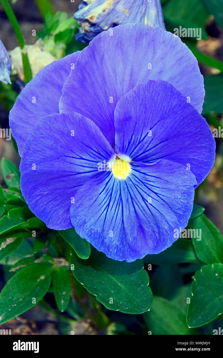 Close-up view on a deep blue pansy Stock Photo