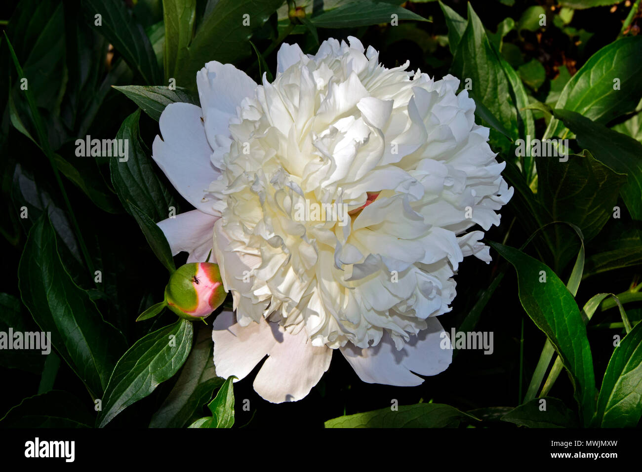 Fully bloomed white peony with one pale pink bud over green background Stock Photo