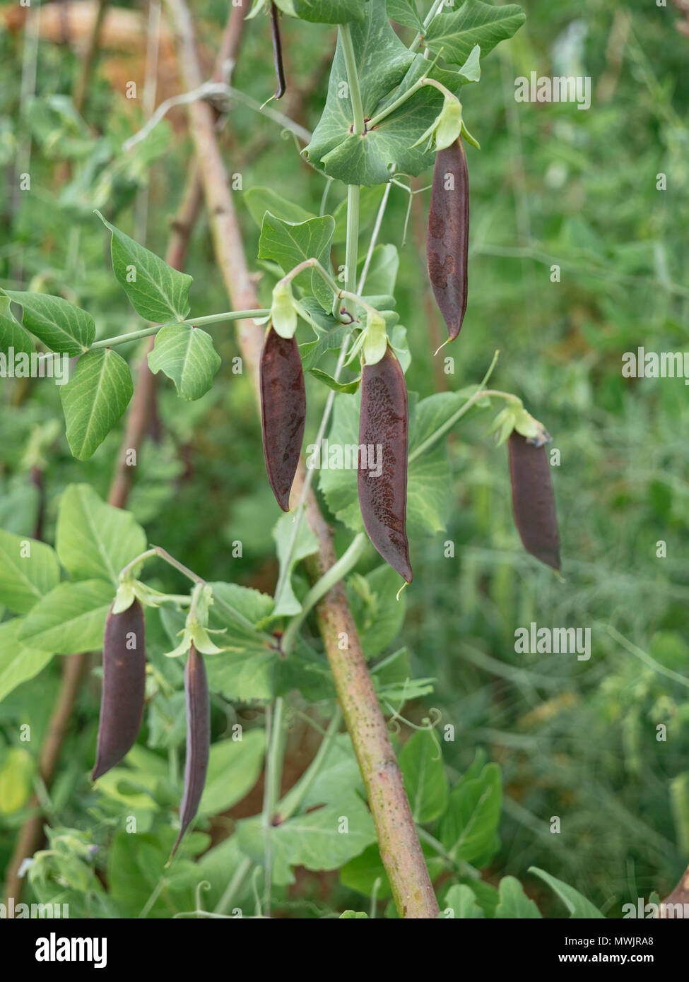 Purple Podded Peas - Blauwschokkers Stock Photo