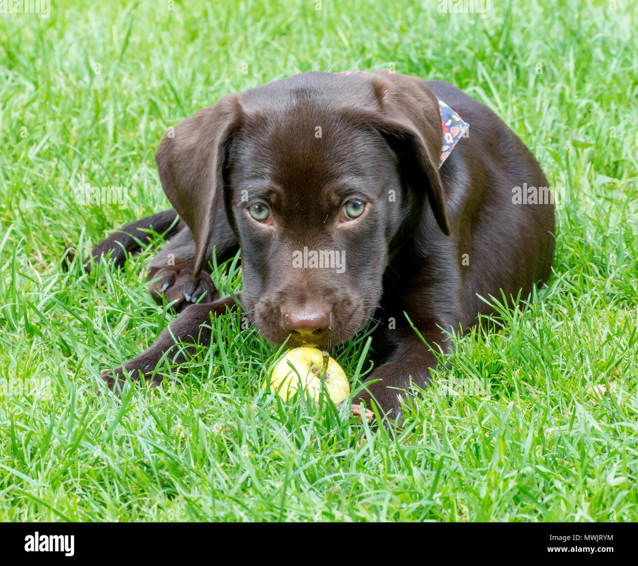 Brown puppy dog with bright green eyes lying on grass with green apple in front of her nose. Breed is a labrador dalmatian cross, a dalmador. Stock Photo